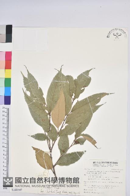 星刺栲、羅浮錐藏品圖，第1張