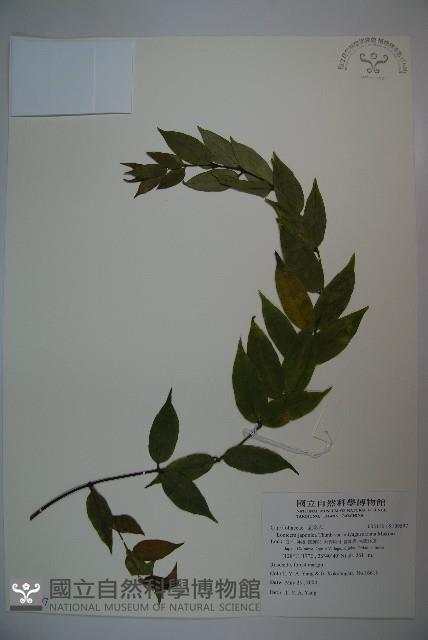 登錄號:S109597藏品圖，第1張