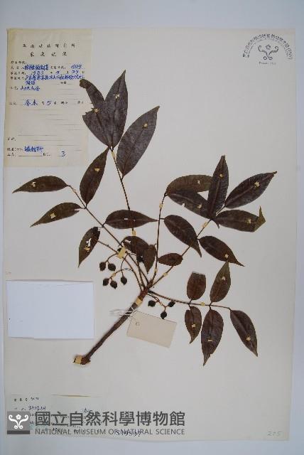 野漆、木臘樹藏品圖，第1張