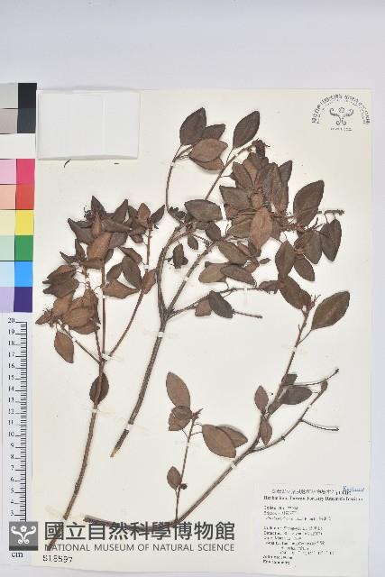 馬銀花藏品圖，第1張