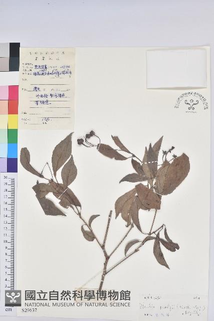 留萼木藏品圖，第1張