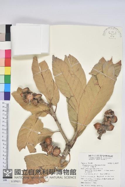 大葉石櫟、大葉校栗藏品圖，第1張