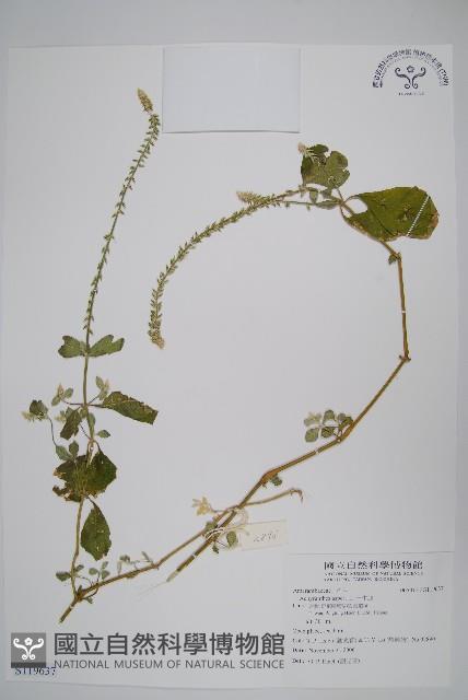 土牛膝藏品圖，第1張