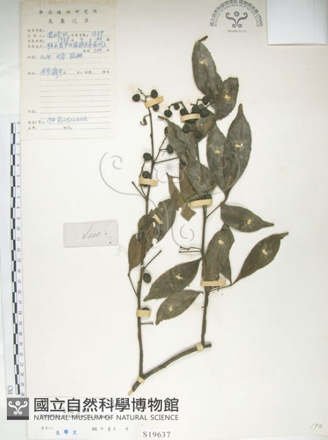 飛龍掌血藏品圖，第1張