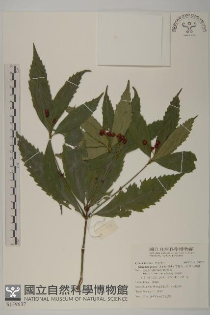 草珊瑚、紅果金粟蘭藏品圖，第1張