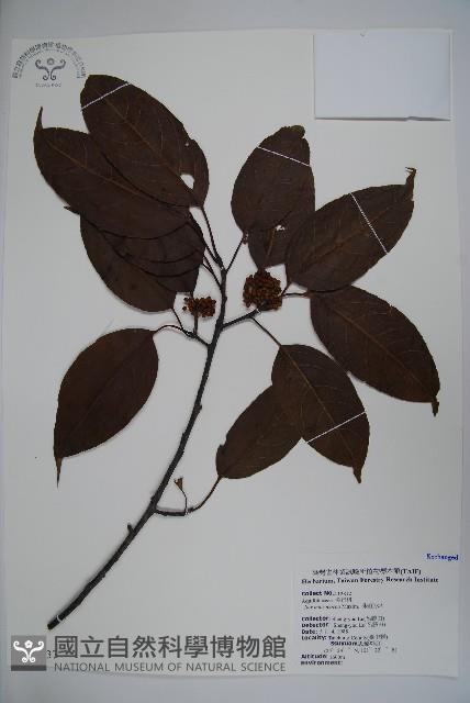 朱紅水木藏品圖，第1張