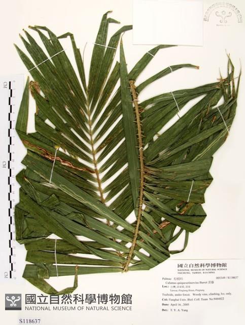 黃藤藏品圖，第1張