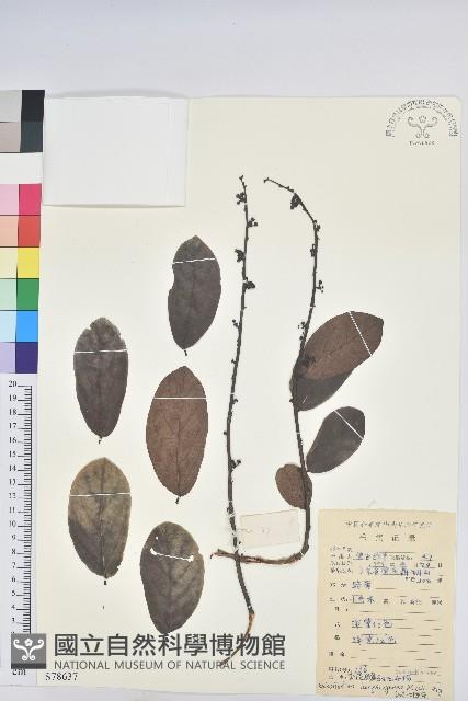 香港算盤子藏品圖，第1張