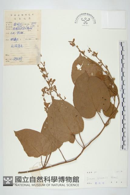 異萼飛蛾藤藏品圖，第1張