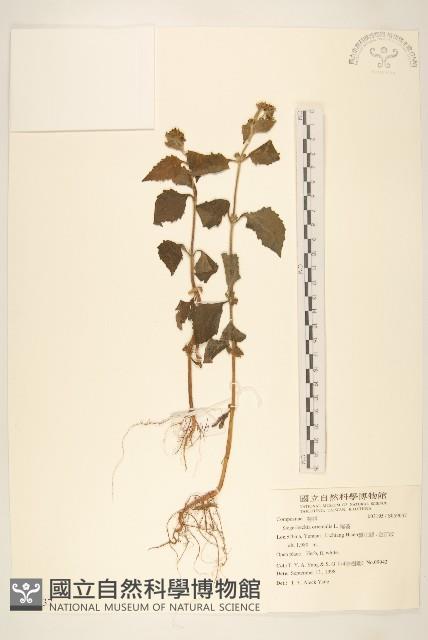 豨簽藏品圖，第1張