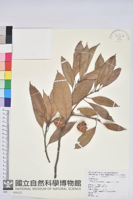 捲斗櫟藏品圖，第1張