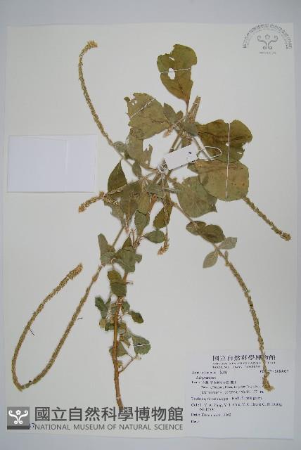 登錄號:S089037藏品圖，第1張