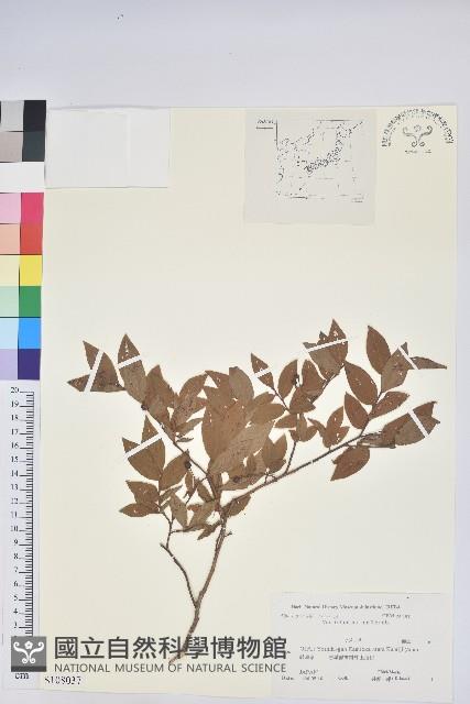 紅果越桔藏品圖，第1張