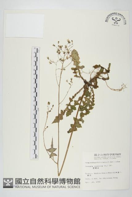 黃鵪菜藏品圖，第1張