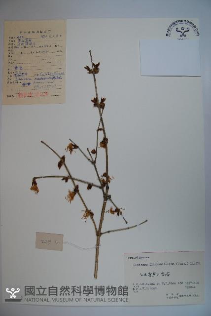 四月紅藏品圖，第1張