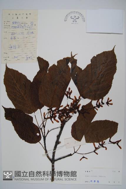 青榨槭藏品圖，第1張