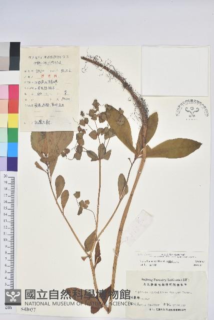 長圓葉大戟藏品圖，第1張