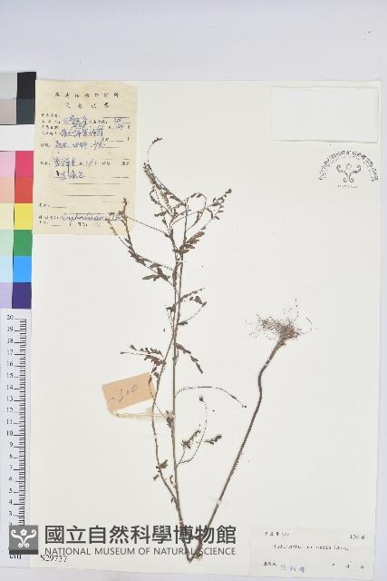 葉下珠、珠仔草藏品圖，第1張