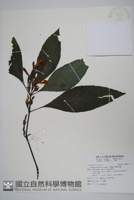 長穗馬藍藏品圖，第1張