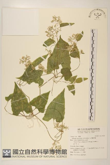 小花蔓澤蘭藏品圖，第1張