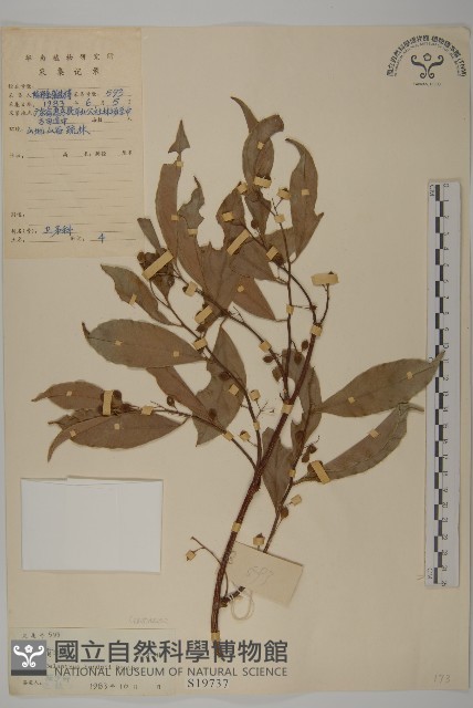 南華南蛇藤，青江藤藏品圖，第1張