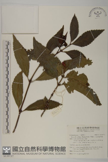 草珊瑚、紅果金粟蘭藏品圖，第1張