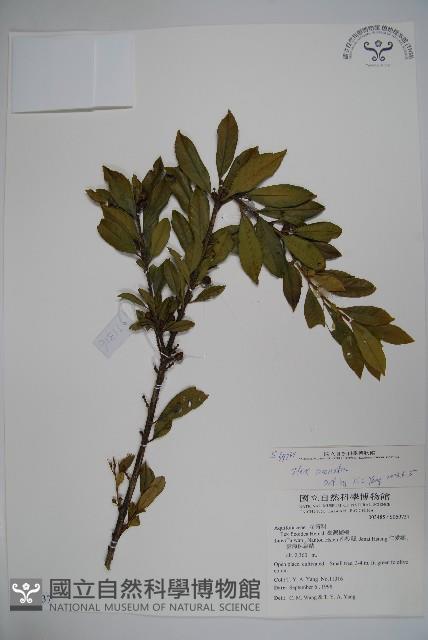 假黃楊藏品圖，第1張