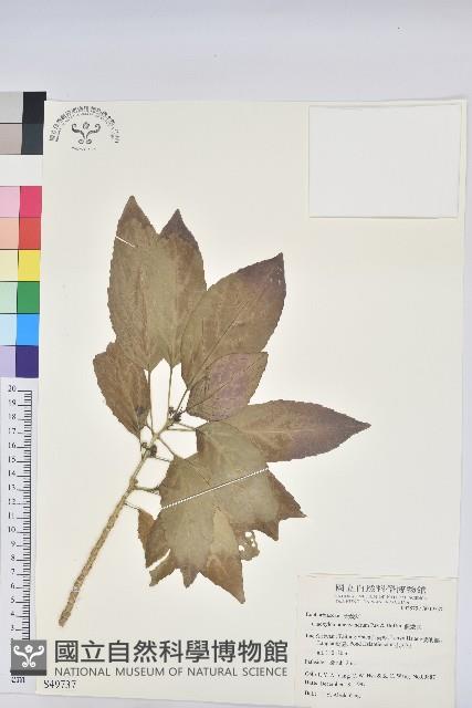 假鐵莧藏品圖，第1張