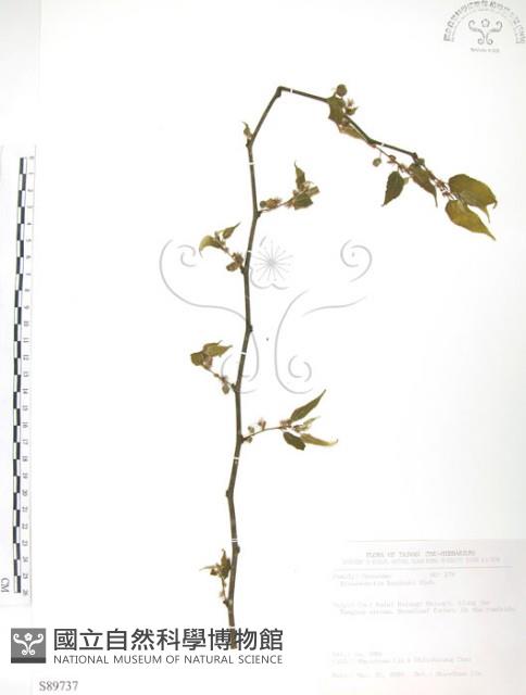 小構樹藏品圖，第1張