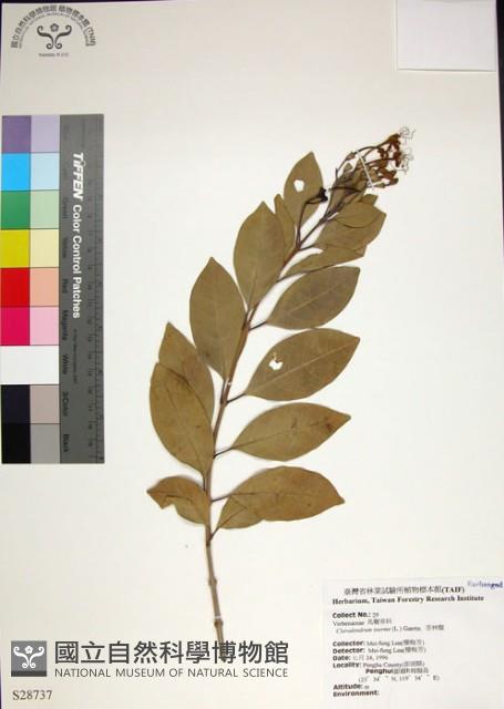 苦林盤藏品圖，第1張