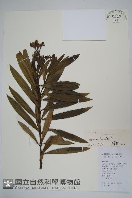 洋夾竹桃藏品圖，第1張