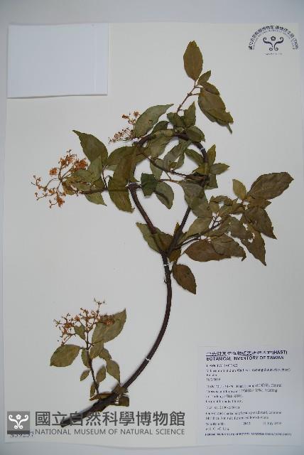 狹葉莢迷藏品圖，第1張