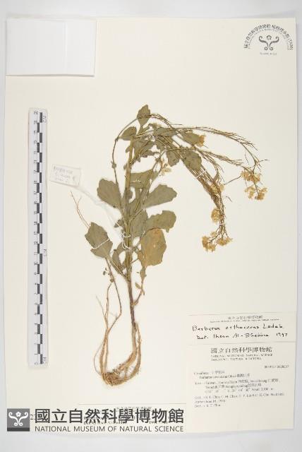 山芥菜藏品圖，第1張