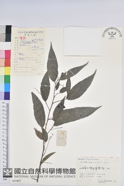 日本五月茶、南投五月茶藏品圖，第1張