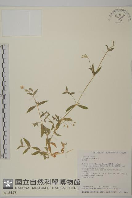 狗筋蔓藏品圖，第1張