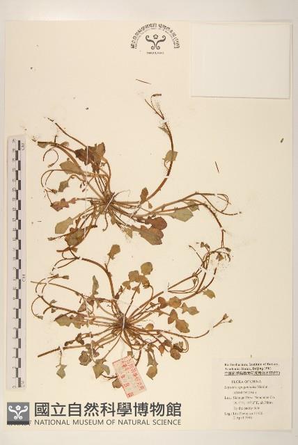 稻槎菜藏品圖，第1張