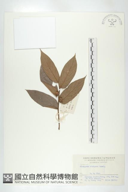 毛柿藏品圖，第1張