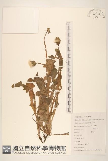 蒲公英藏品圖，第1張