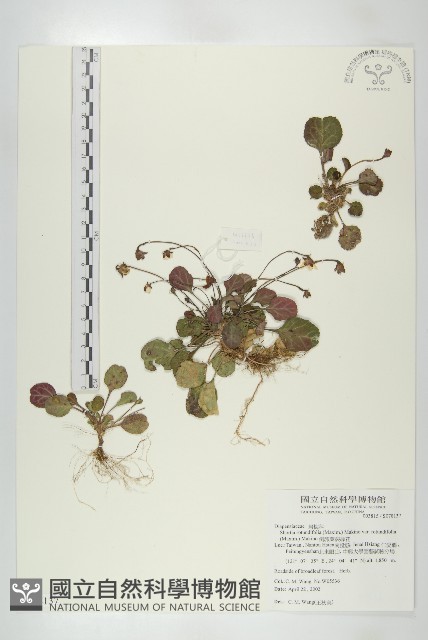 倒卵葉裂緣花藏品圖，第1張