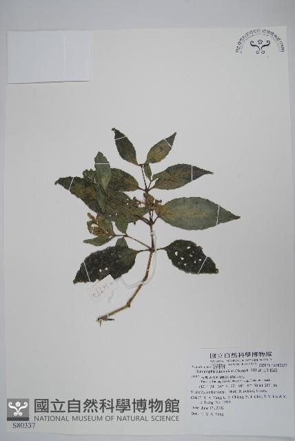 直立半插花藏品圖，第1張