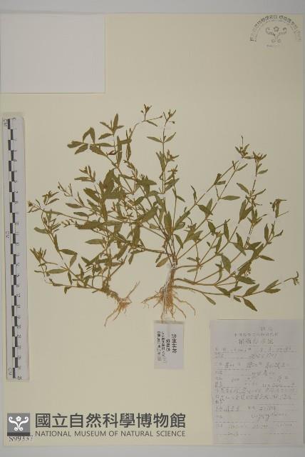 雀舌草藏品圖，第1張