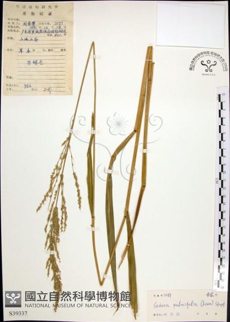 棕葉狗尾草藏品圖，第1張