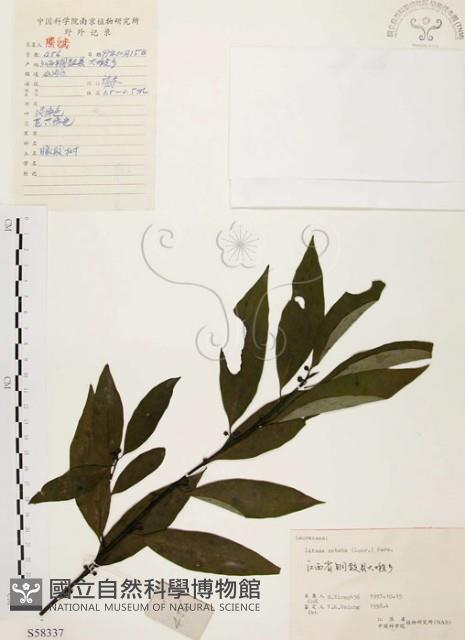 山胡椒藏品圖，第1張