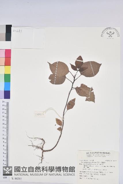 茄苳、重陽木藏品圖，第1張