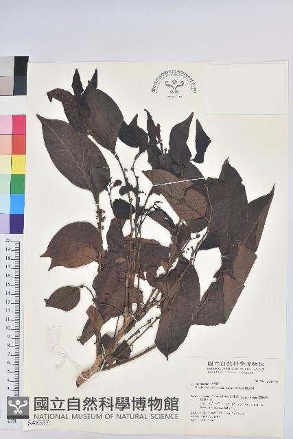 披針葉饅頭果藏品圖，第1張