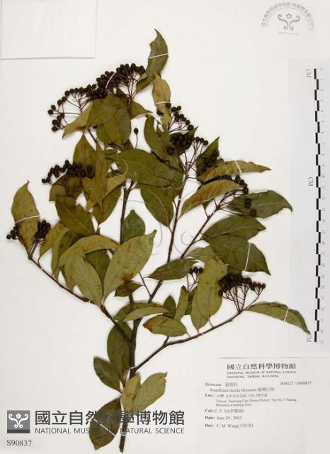 臺灣石楠藏品圖，第1張