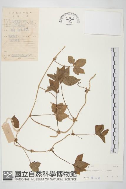 番仔藤藏品圖，第1張