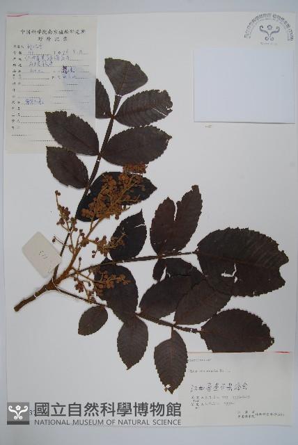 鹽膚木藏品圖，第1張