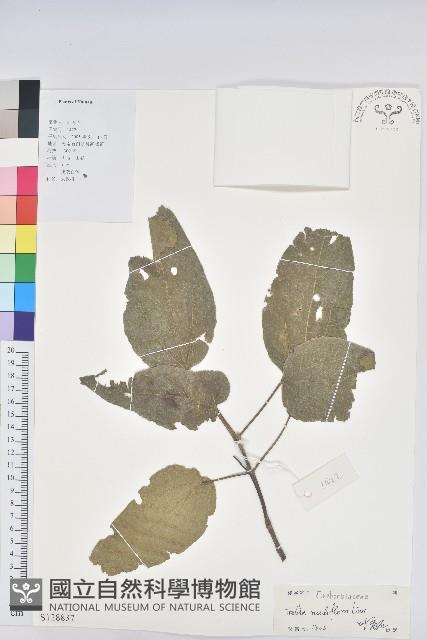 滑桃樹藏品圖，第1張