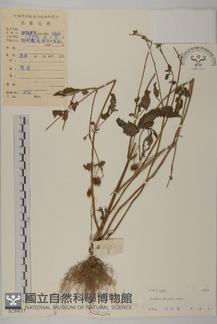 白花鬼針藏品圖，第1張